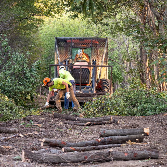 Quintis Harvest 2019 Knx 007 Dscf1465 (1)