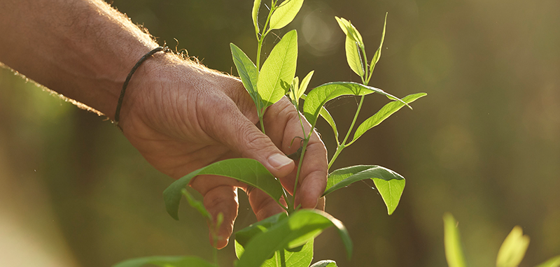 27 20210728 Quintis Kununurra Plantation