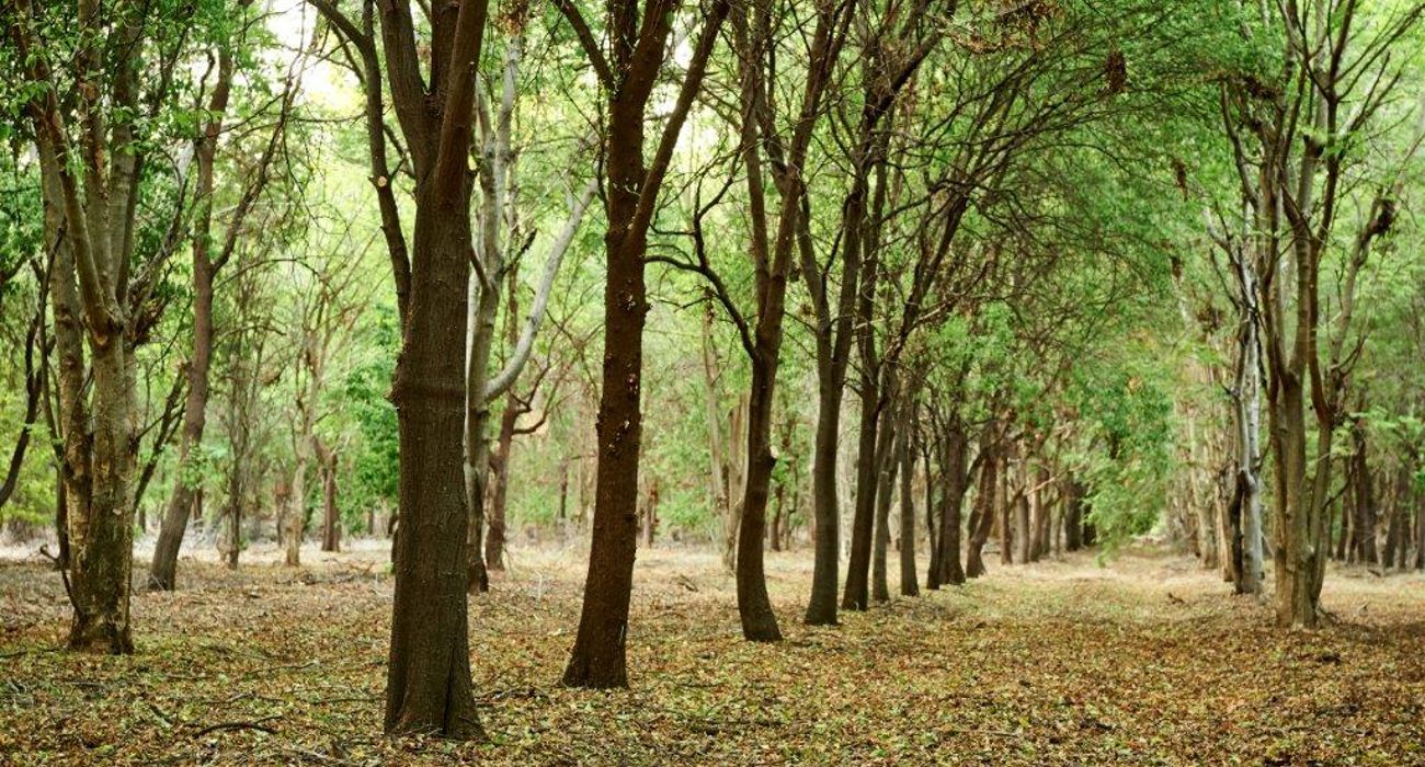 143 20161101 Tfs Kununurra Plantations Nursery Ppc