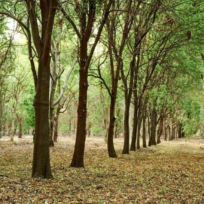 143 20161101 Tfs Kununurra Plantations Nursery Ppc