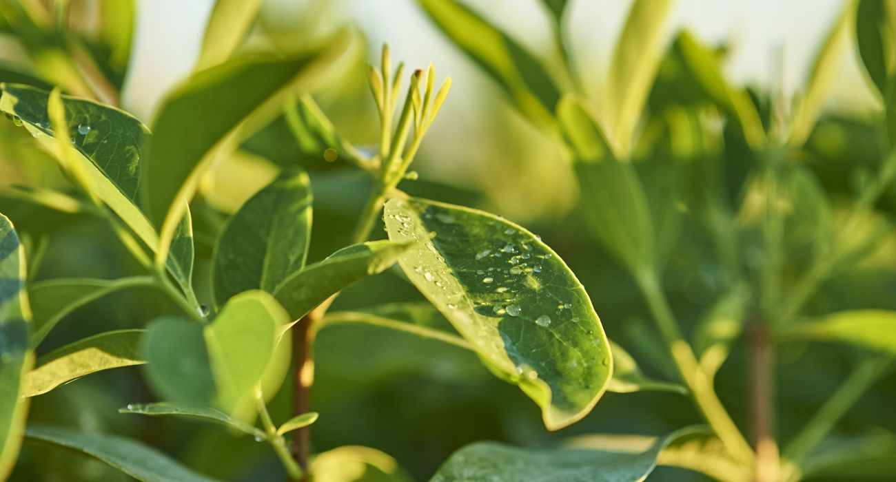 079 20150619 Tfs Katherine