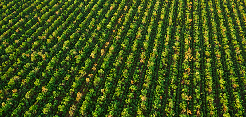 027 20151012 Tfs Kununurra Aerials 2